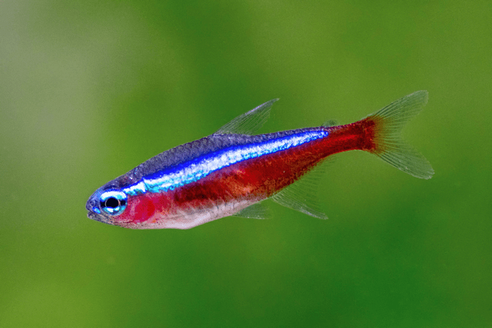 Cardinal Tetra Swimming