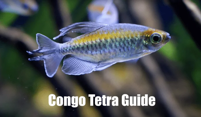 Congo Tetra, Fish