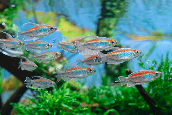 Ultimate Care Guide for Congo Tetra