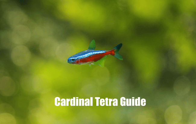 Cardinal Tetra, fish