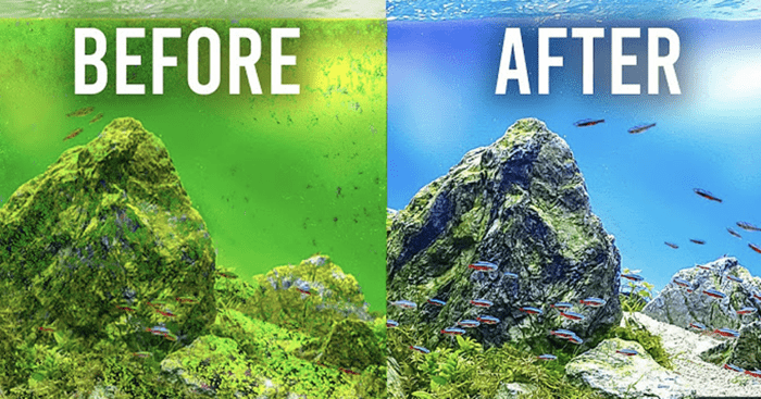 Before and after tetra filter cartridges change