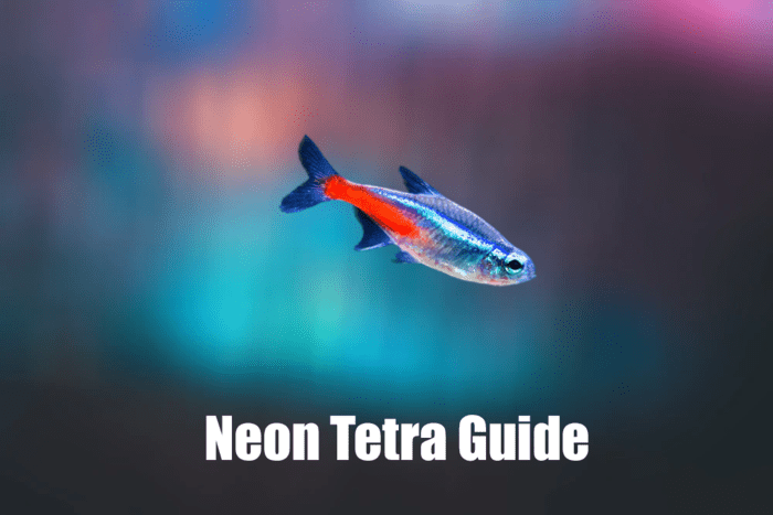 Neon Tetra Tank, fish