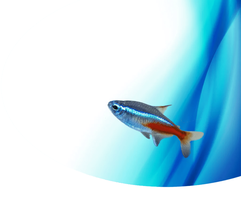 The Ultimate Care Guide for Neon Tetra