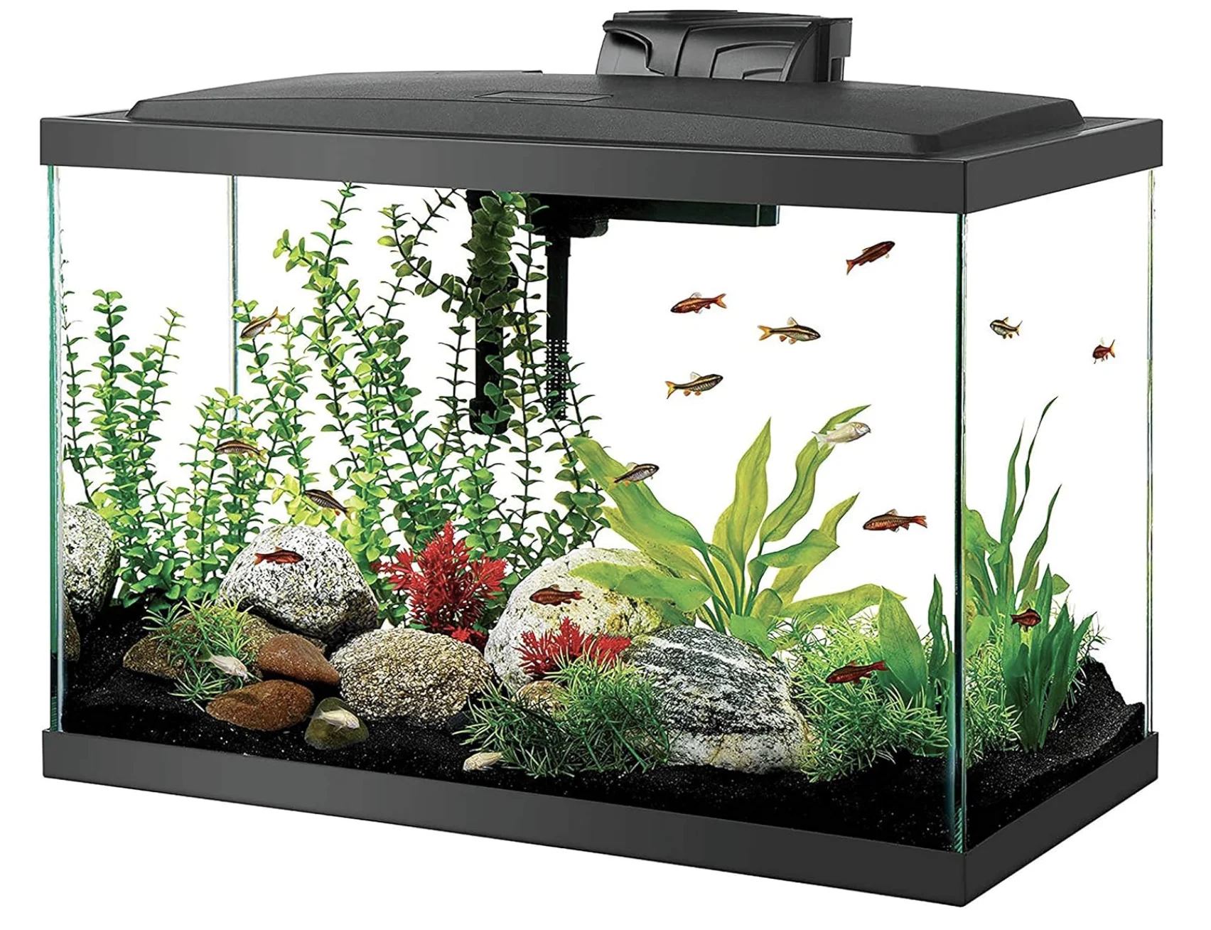 20 Gallon Fish Tank Kit