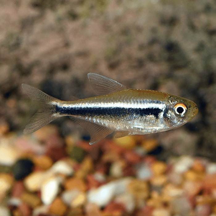 Black Neon Tetra, Fish