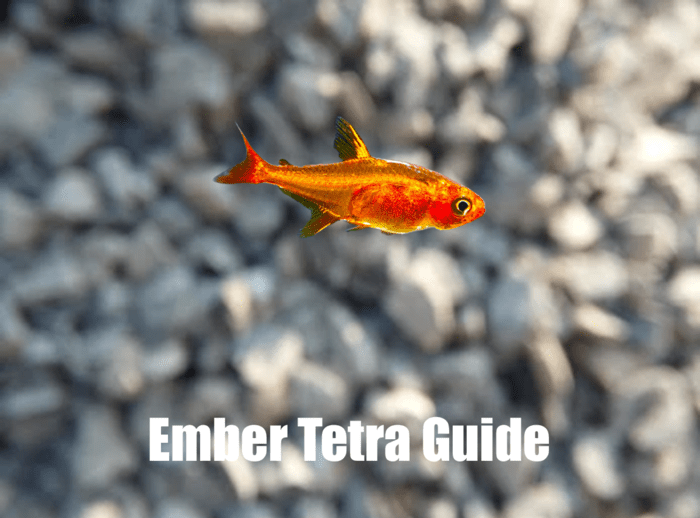 Ember Tetra Guide