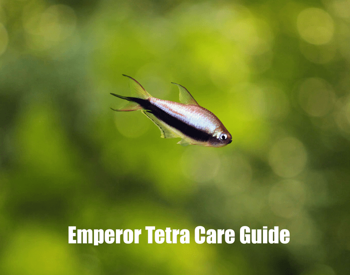 Emperor Tetra, Fish