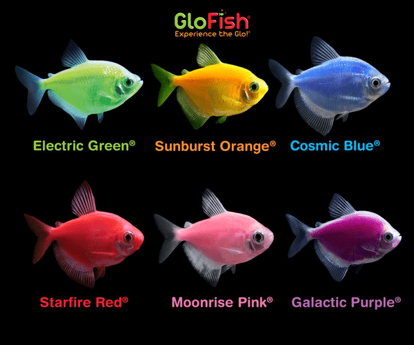 GloFish Tetra Colors, Fish