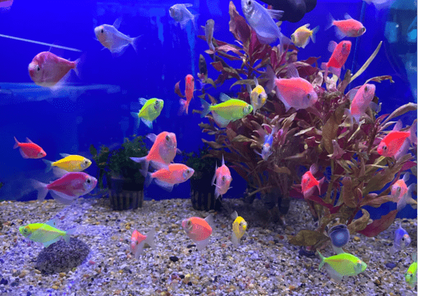 GloFish Tank Setup, Fish