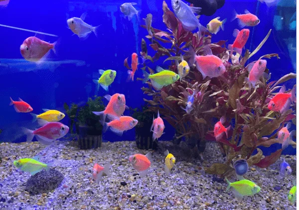 Glofish Tetra | Read Before You Buy!