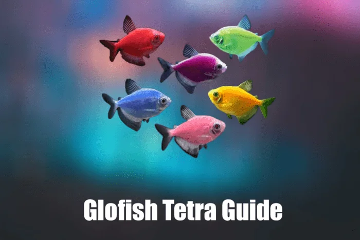Glofish Tetra, Fish