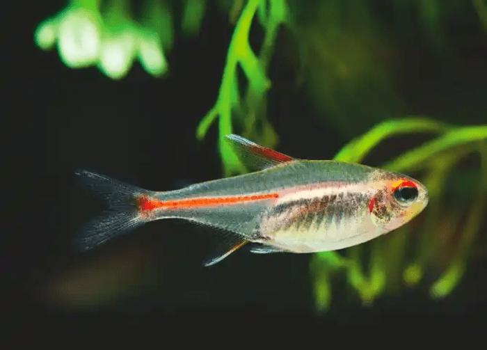 Glowlight Tetra, Fish Tank