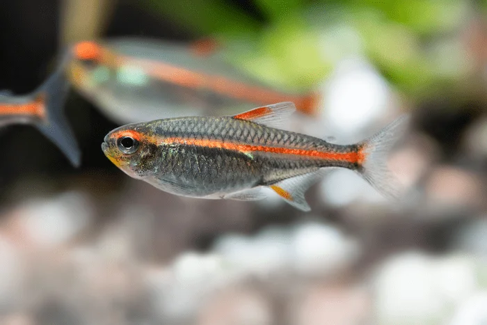 Glowlight Tetra, Glowlight Tetra size