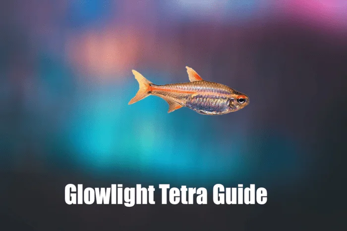 Glowlight Tetra, Fish