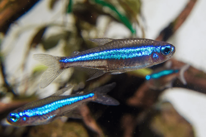 Green Neon Tetra, Fish