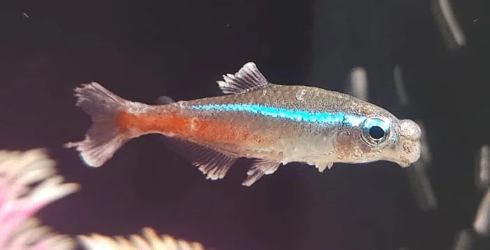 Neon Tetra Disease