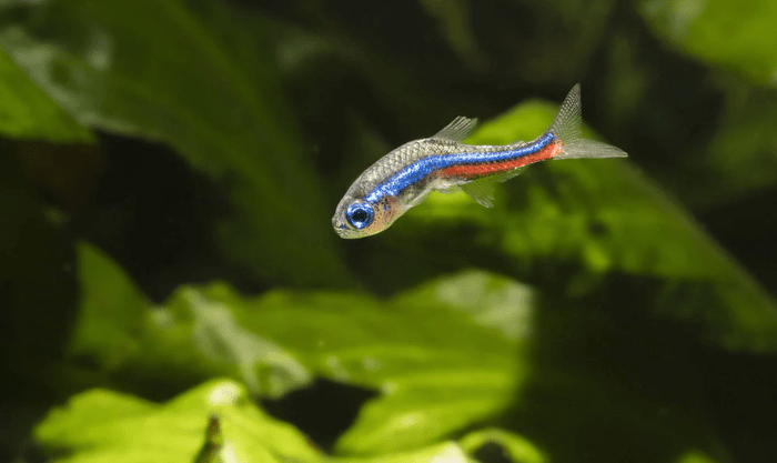 Neon Tetra Disease