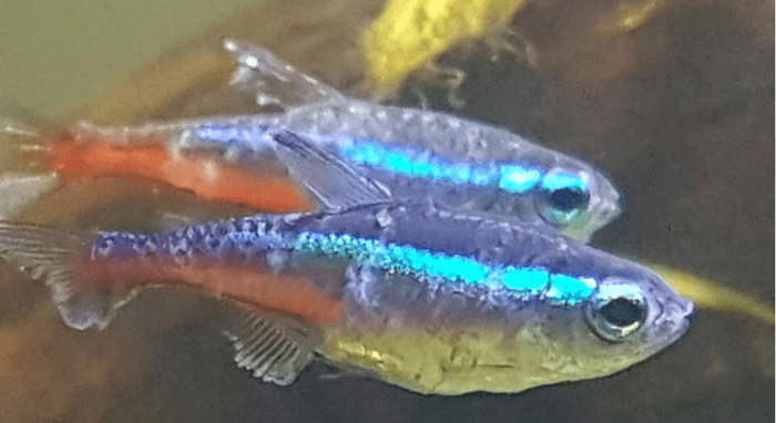 Neon Tetra Disease