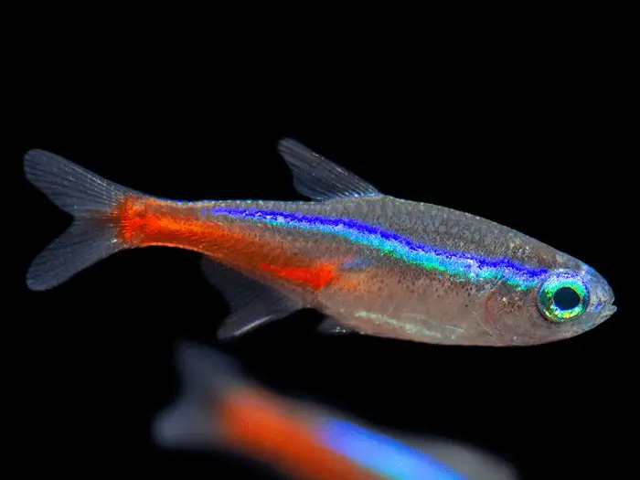 Neon Tetra Swimming