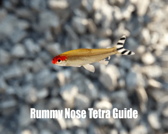 Rummy Nose Tetra, size