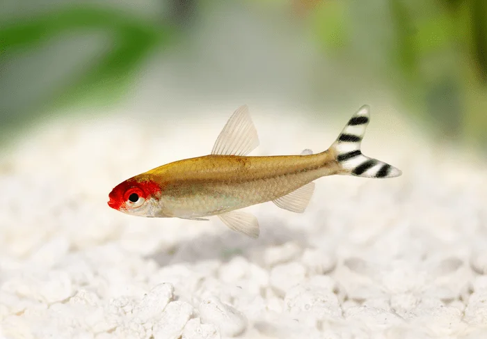 Rummy Nose Tetra, Fish