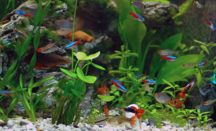 Tetra Tank