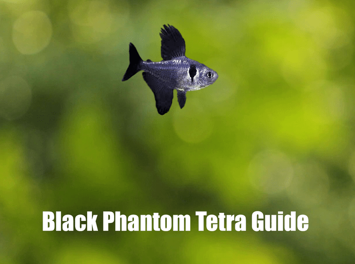 Black Phantom Tetra Guide
