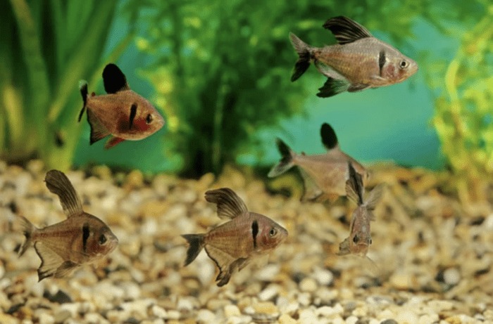 Black Phantom Tetra, Fish