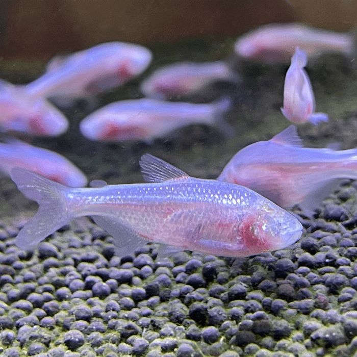 Mexican Tetra Tank