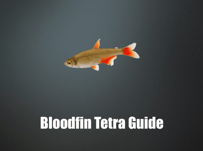 Bloodfin Tetra
