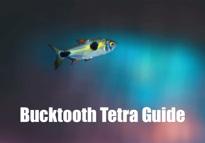 Bucktooth Tetra, Tetra Guide