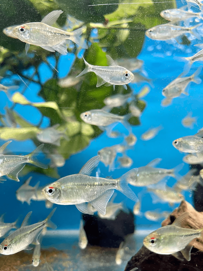 Diamond Tetra Tank