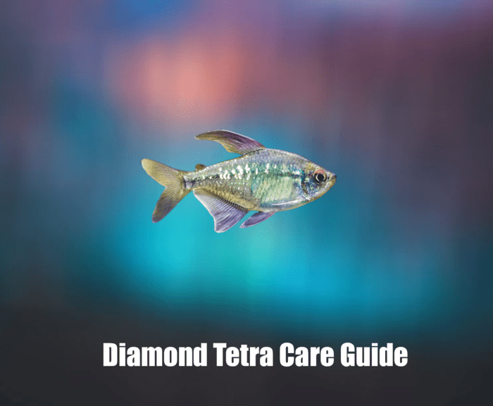 Diamond Tetra Guide