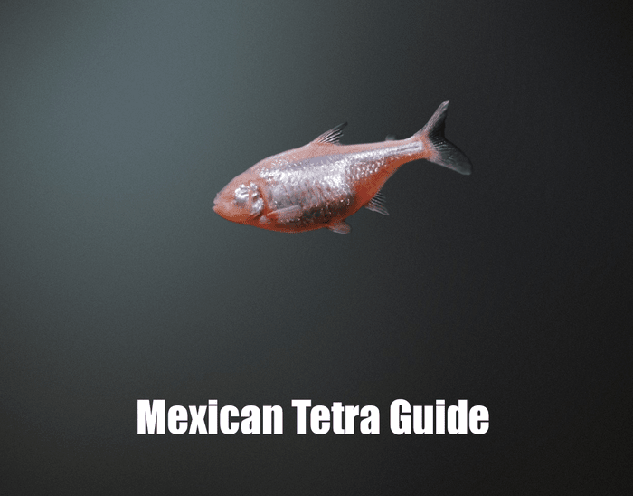 Mexican Tetra Guide
