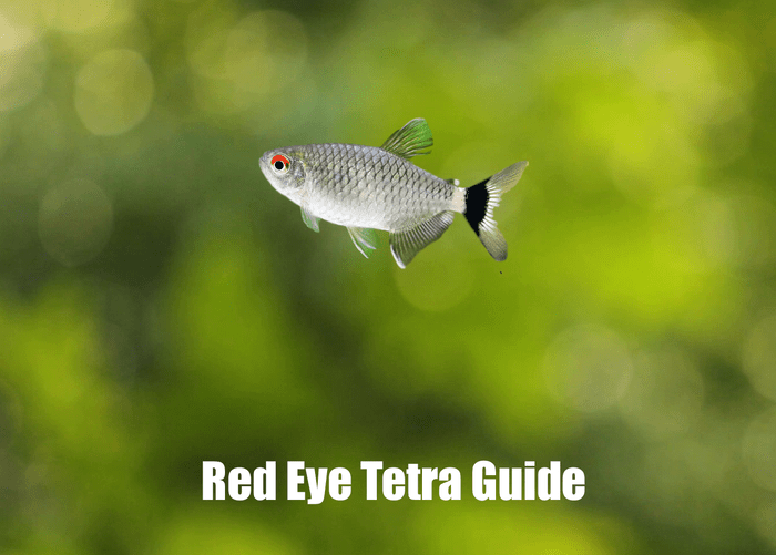 Red Eye Tetra Guide