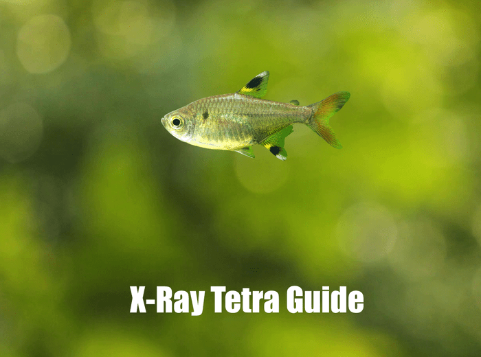 X-Ray Tetra Guide