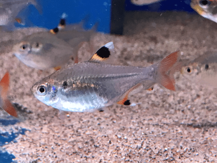 X-Ray Tetra, Fish