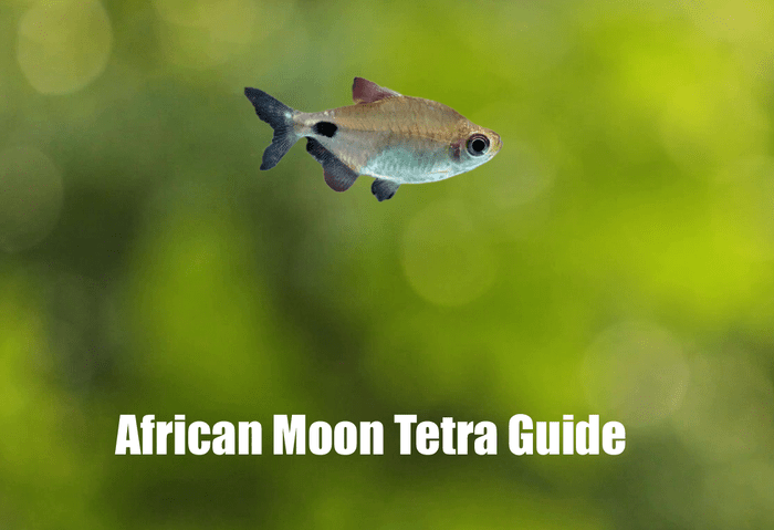 African Moon Tetra Guide