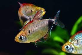 African Moon Tetra