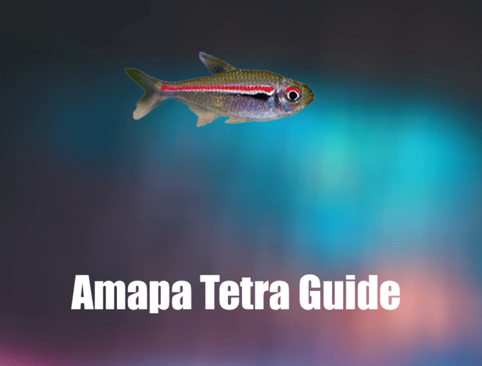 Amapa Tetra Guide, Redline Tetra Guide, Scarlet Tetra Guide
