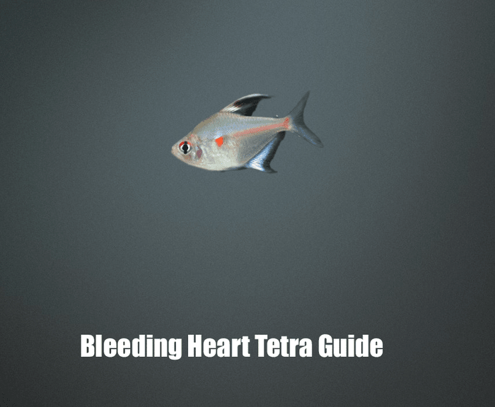 Bleeding Heart Tetra Guide
