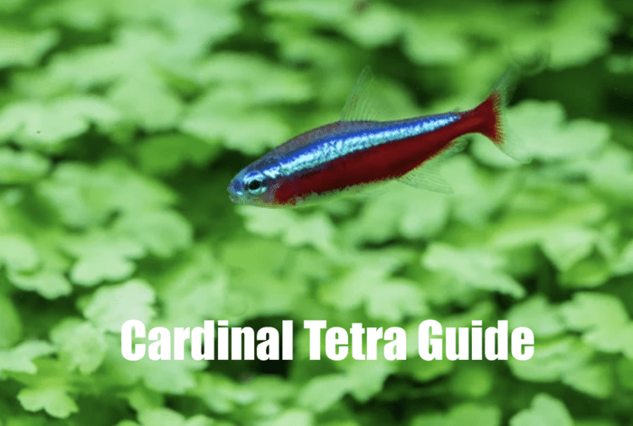 Cardinal Tetra Guide