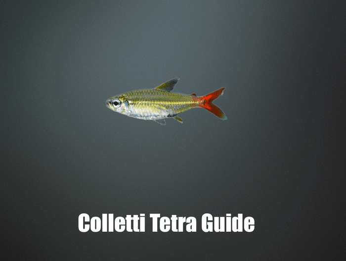 Colletti Tetra Guide