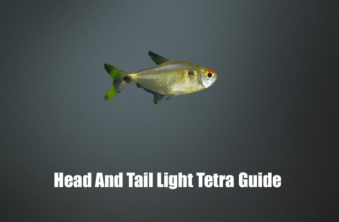 Head and Tail Light Tetra Guide