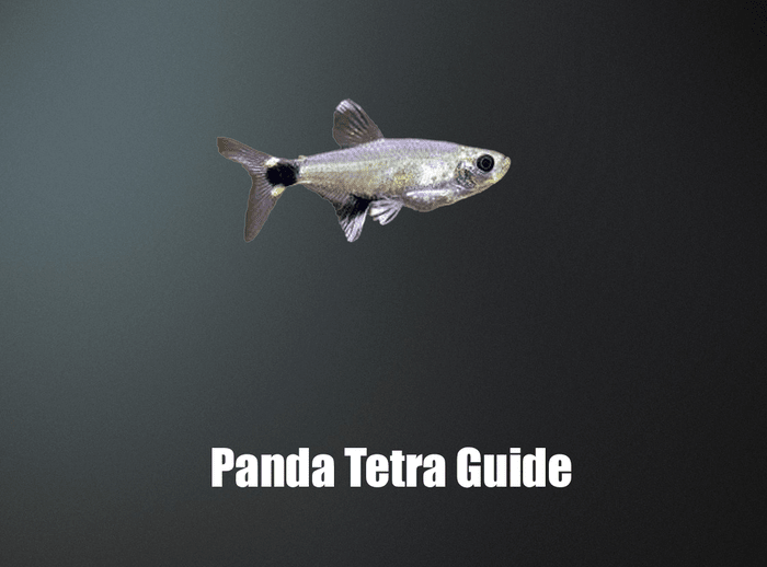 The Ultimate Care Guide for Panda Tetra