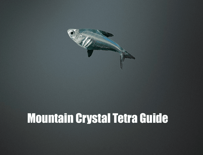Mountain Crystal Tetra guide,Protocheirodon pi