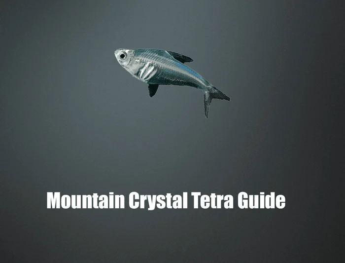 Mountain Crystal Tetra guide,Protocheirodon pi