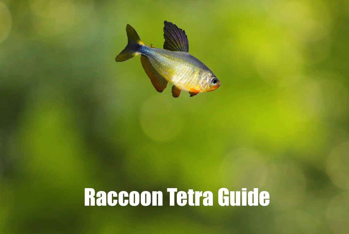 Raccoon Tetra Guide