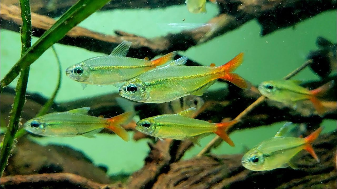 Colletti Tetra, Fish