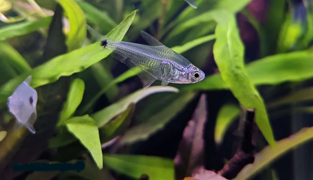 pi t copy Mountain Crystal Tetra, Pi Tetra